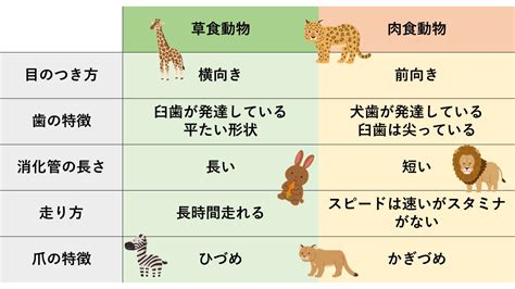 草食類|草食動物とは何ですか？